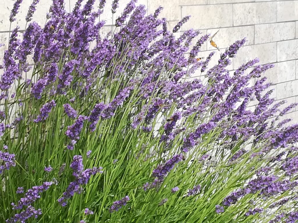 Cvijet lavande u svibnju